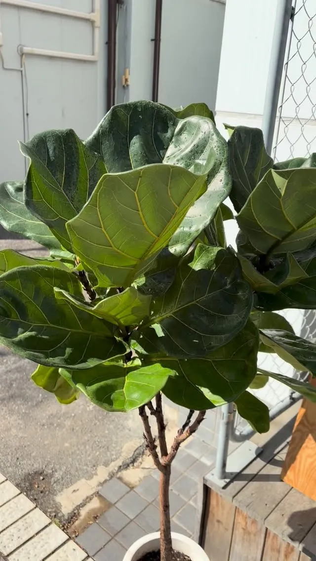 久しぶりの日光浴☀️