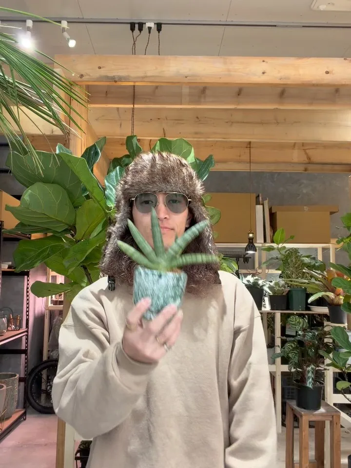 手🖐️みたいな植物