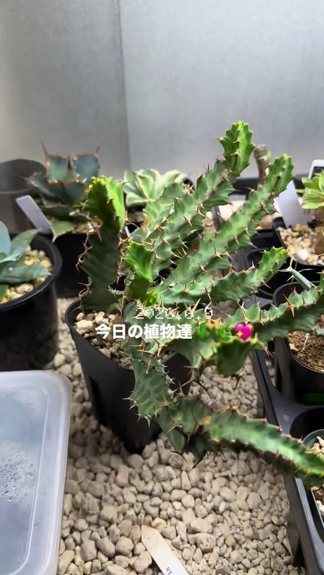 #植物　#観葉植物